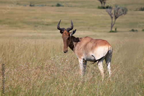 Topi - Kenya