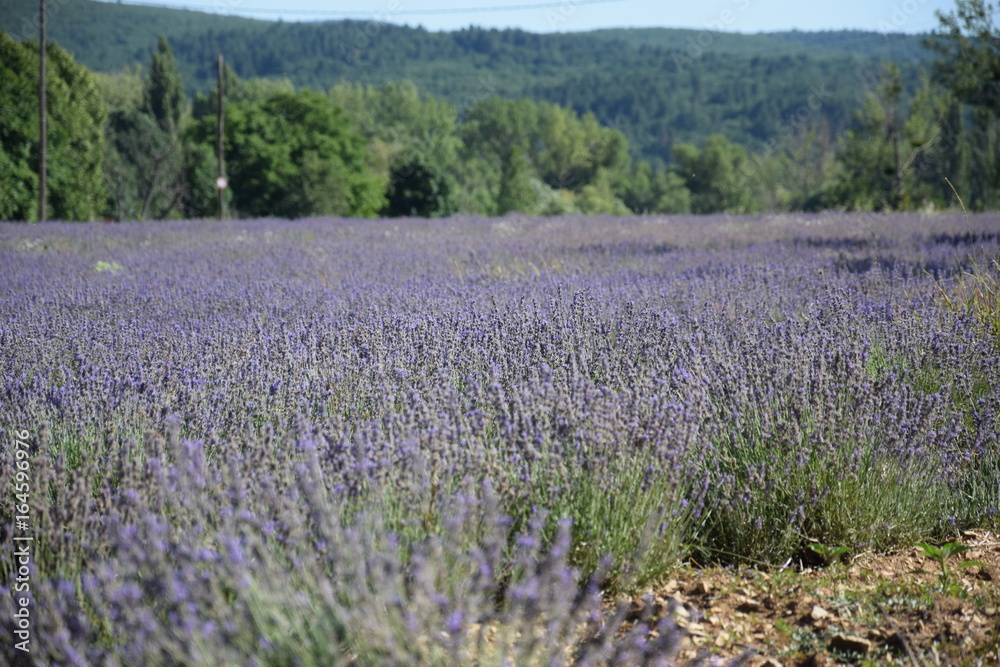 Lavande, Sault Lavande, Sault