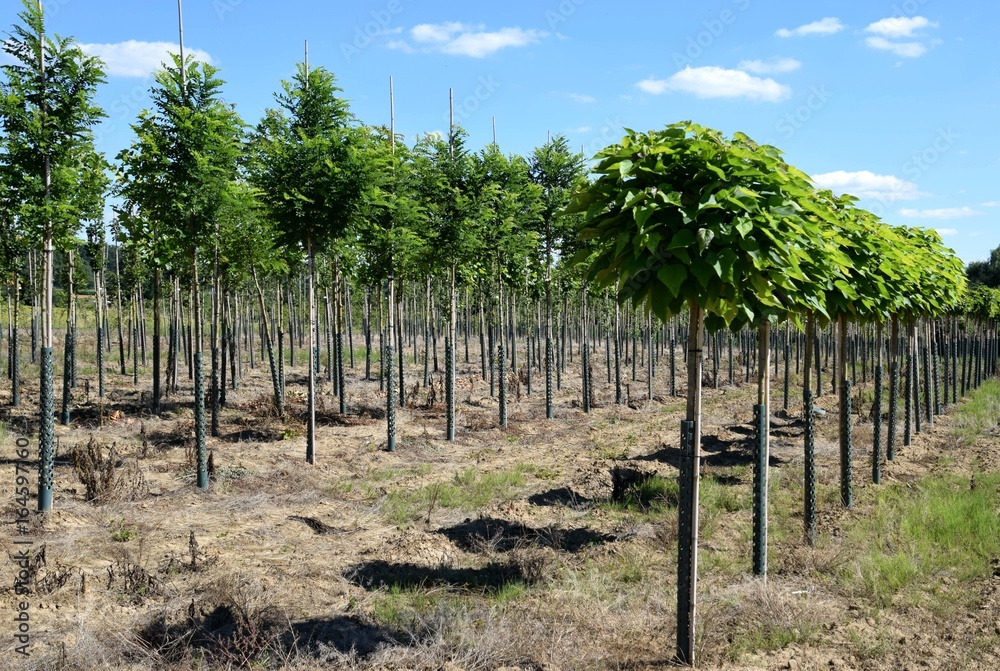 Baumschule, Gartenbau, bewirtschaftete Anbauflächen Baumschule, Gartenbau, bewirtschaftete Anbauflächen