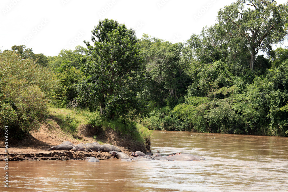Hippo in Mara River - Kenya Hippo in Mara River - Kenya