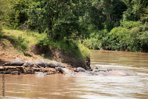 Hippo in Mara River - Kenya