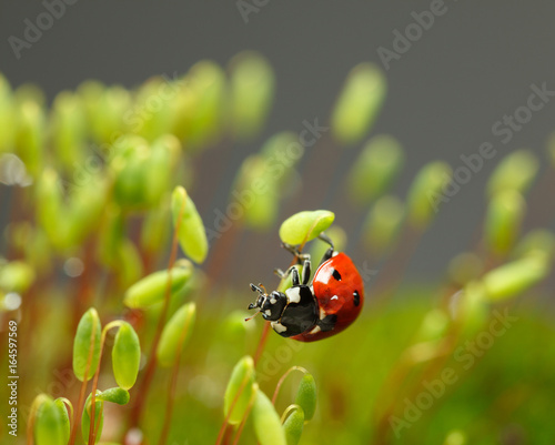 Ladybird cling on moss sporophyte