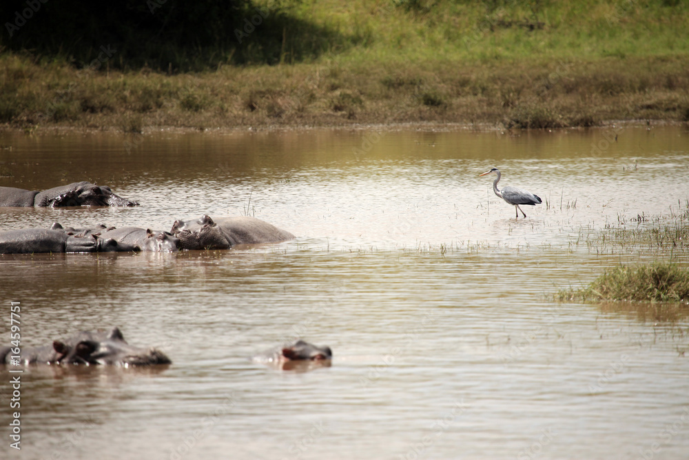 Hippo in Mara River - Kenya Hippo in Mara River - Kenya
