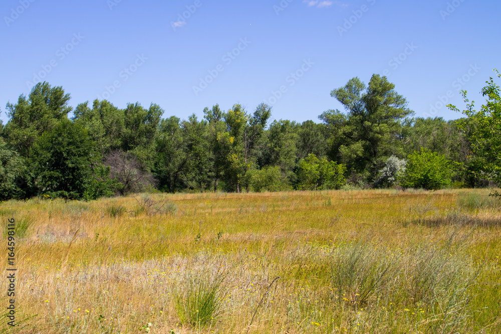 Summer landscape with green trees, meadow and blue sky