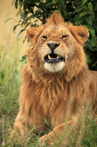 Fototapeta Naklejka Na Ścianę i Meble -  Male Lion - Kenya