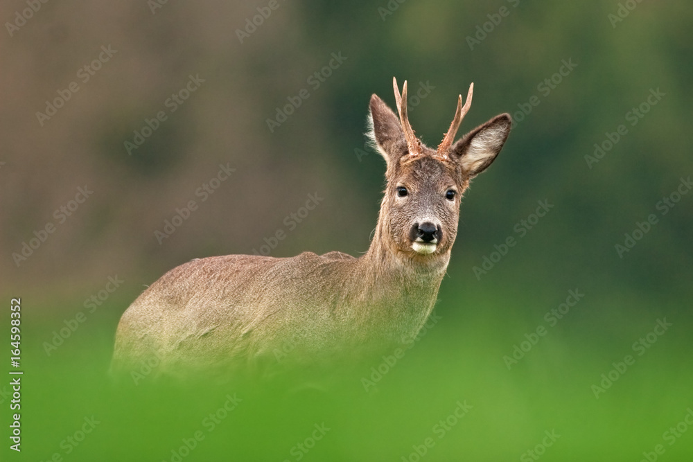 european roe deer, capreolus capreolus european roe deer, capreolus capreolus