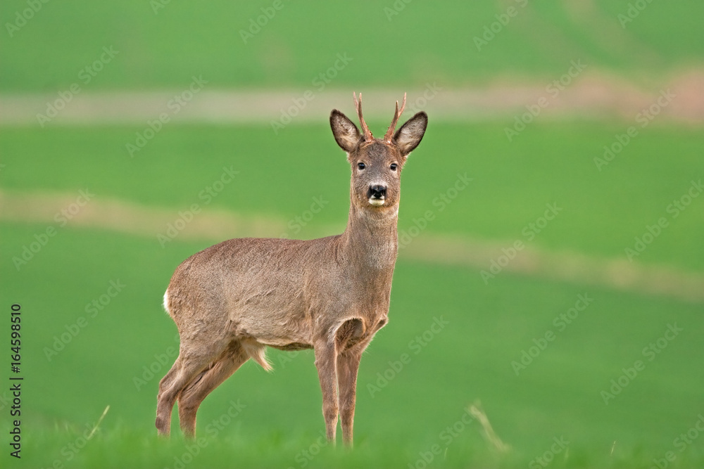 european roe deer, capreolus capreolus