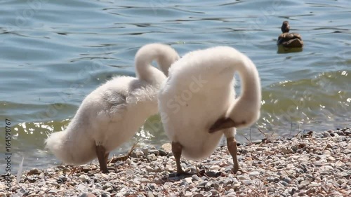 cigni in riva al lago