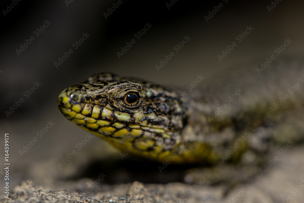 Naklejka premium Mauereidechse am Gartenzaun