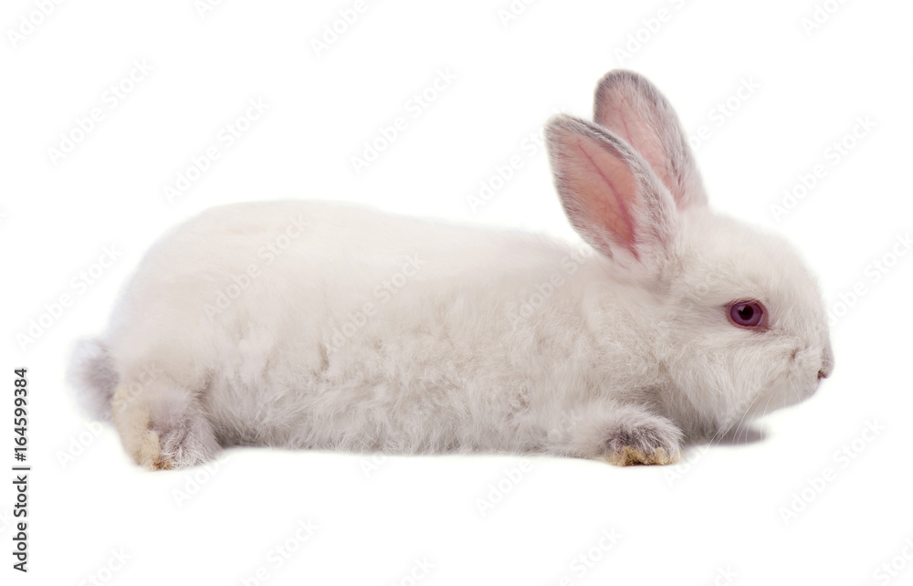 White small rabbit isolated on a white background White small rabbit isolated on a white background