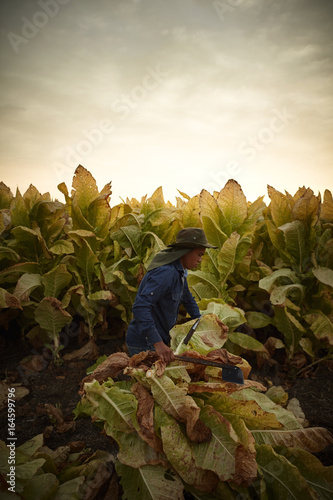 Man in tobacco field, Kentucky, USA