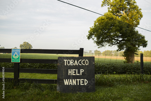 landscape of tobacco farm in Kentucky.