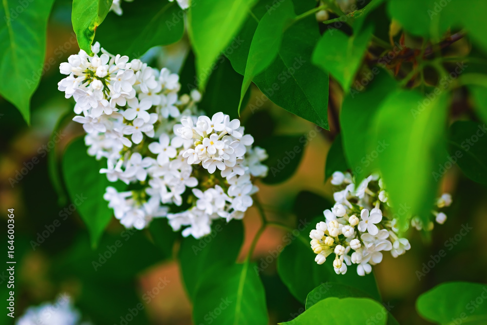 Blooming white lilac flowers and green leaves in the garden. Shallow depth of field. Selective focus. Blooming white lilac flowers and green leaves in the garden. Shallow depth of field. Selective focus.