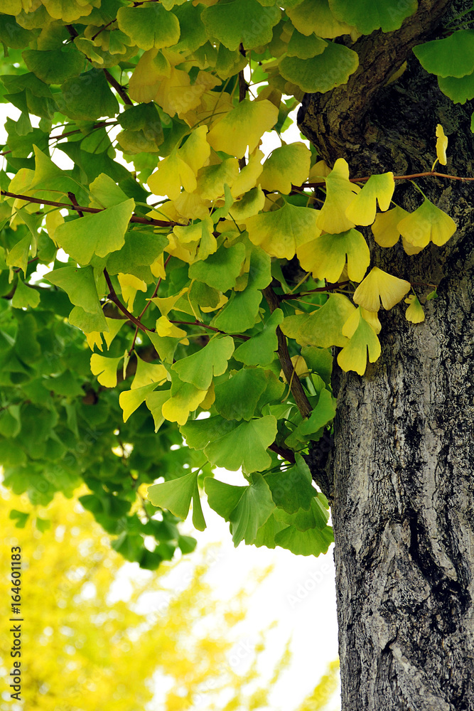 Obraz premium Maidenhair tree - Ginkgo biloba.