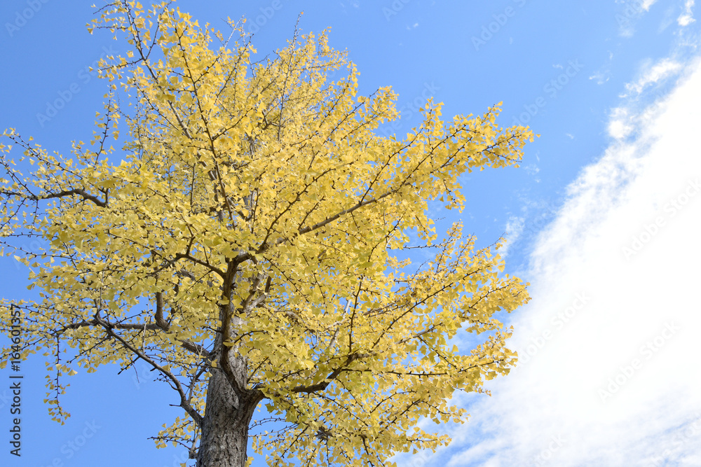 Fototapeta premium Maidenhair tree - Ginkgo biloba.