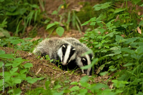 european badger , meles meles, Czech republic