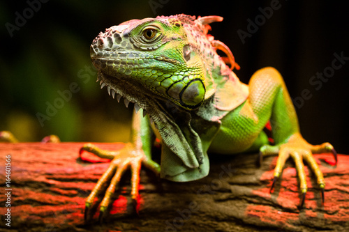green Iguana