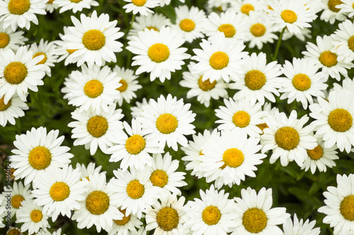 Daisies forming a beautiful background pattern with green shining through