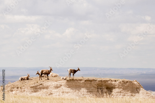 Longhorn Sheep on horizon  © Tammi Mild