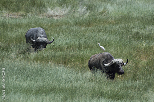 Photography Water Buffalos