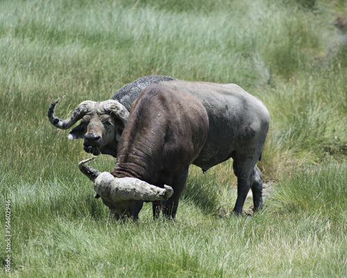 Fototapeta Naklejka Na Ścianę i Meble -  Water Buffalo Peeking
