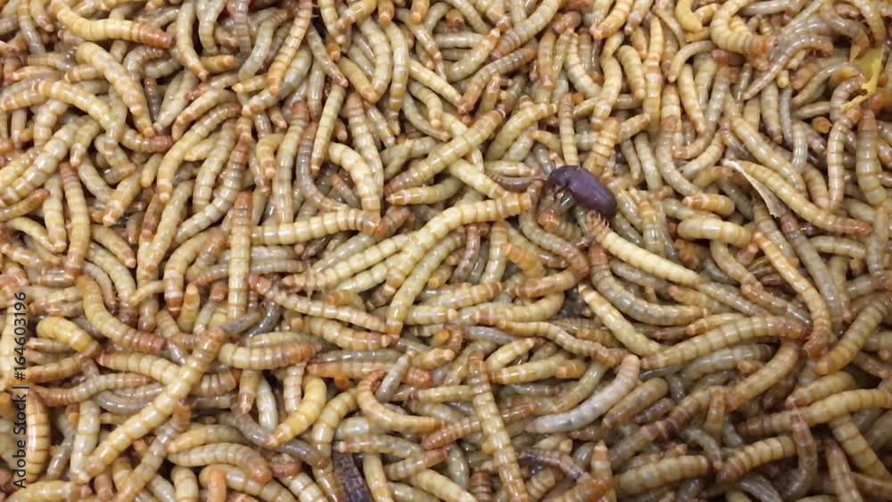 Mehlwürmer, Reptilien Futter, Insekten, Natur Mehlwürmer, Reptilien Futter, Insekten, Natur