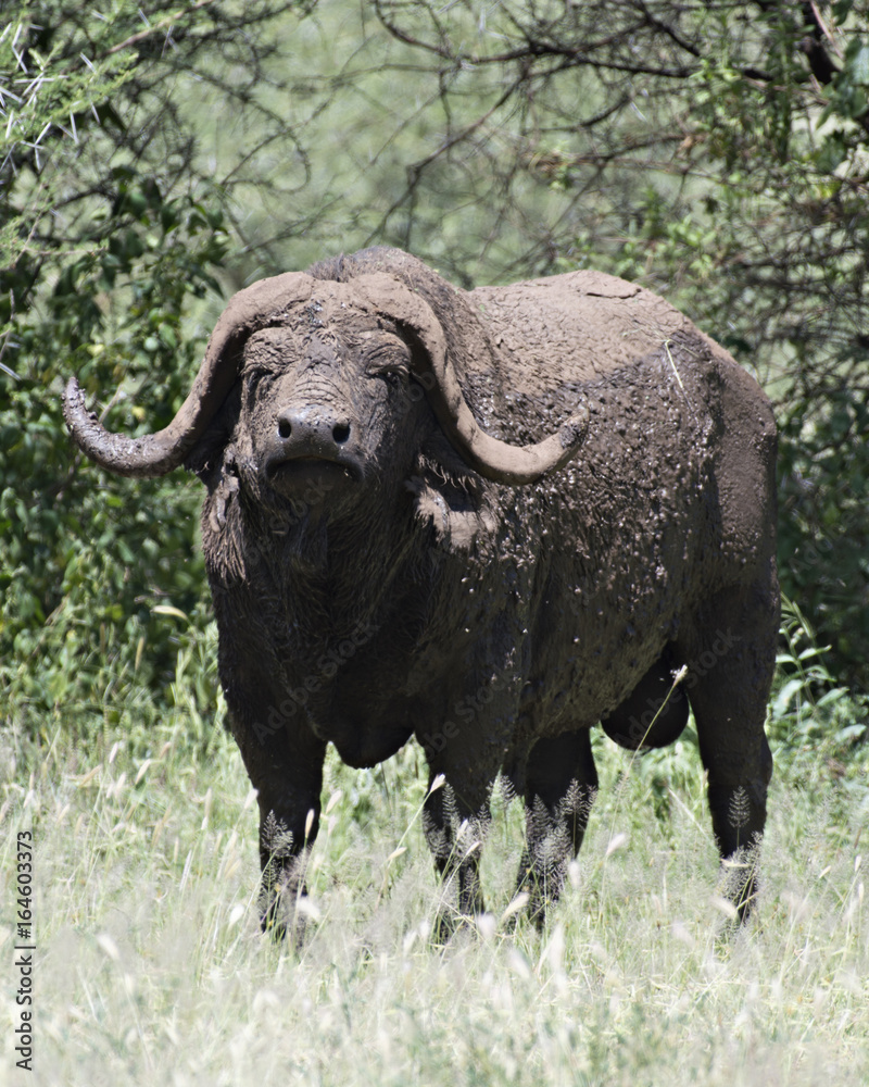 Water Buffalo Covered in Mud Water Buffalo Covered in Mud