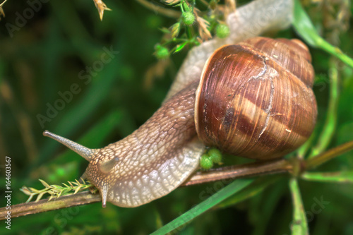 Closeup of a snail on a branch