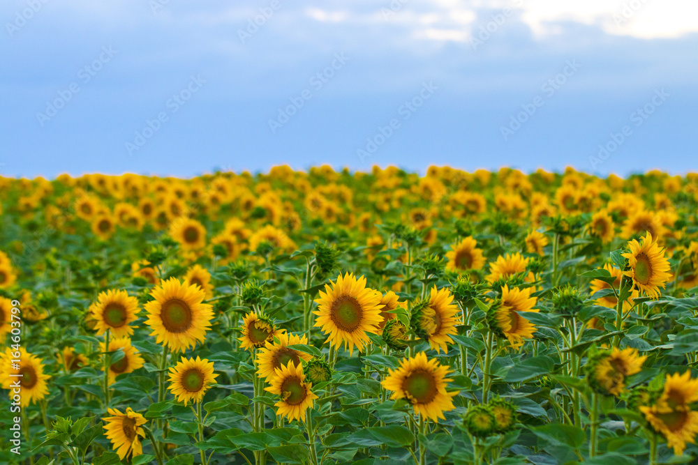 Sunflowers garden. Sunflowers have abundant health benefits. Sunflower oil improves skin health and promote cell regeneration