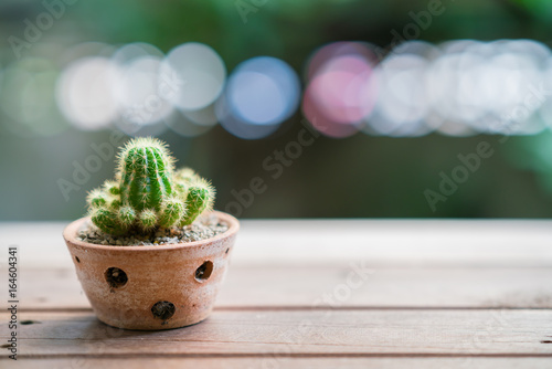 baby cactus in Lovely potted on wooden table with bokeh light background and copy text. (Soft focus on a prickle)