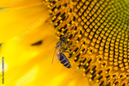 Bee on sunflower. Flower of sunflower close-up, natural background © Oleksandr