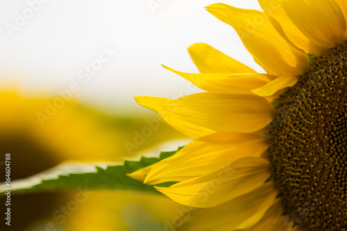 Sunflowers garden. Sunflowers have abundant health benefits. Sunflower oil improves skin health and promote cell regeneration