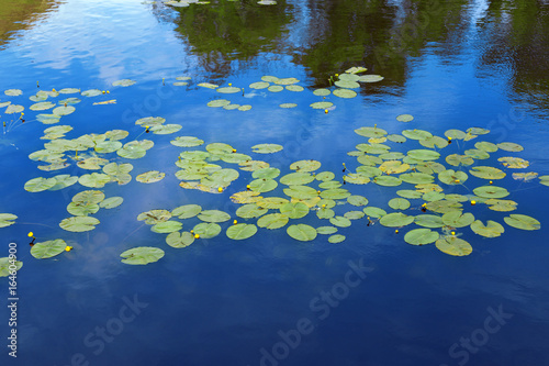 Beautiful flowers are on blue water. Water lilies on the pond and reflection sun light. Background from floating plants.