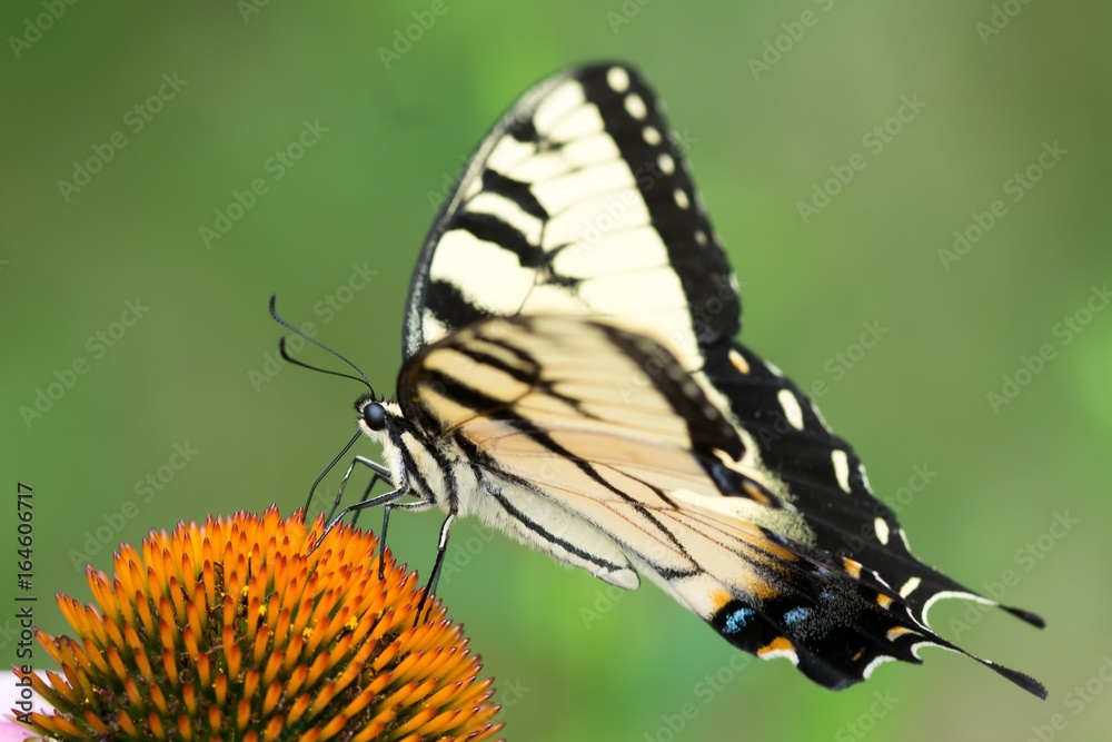 Obraz premium Eastern Tiger Yellow Swallowtail Butterfly on Cone Flower from My Backyard