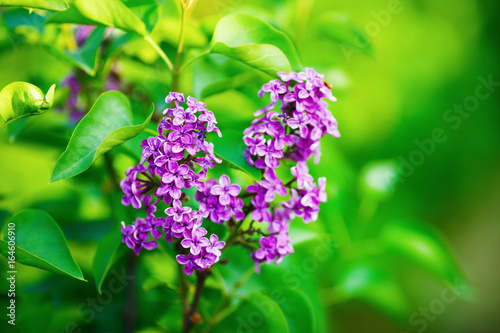 Photo of blossoming pink lilac flowers and green leaves in the garden. Shallow depth of field. Selective focus.