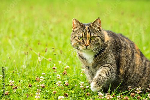 Hauskatze Felis silvestris catus im Gras auf der Jagd