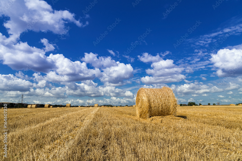 Bale of hay in the field