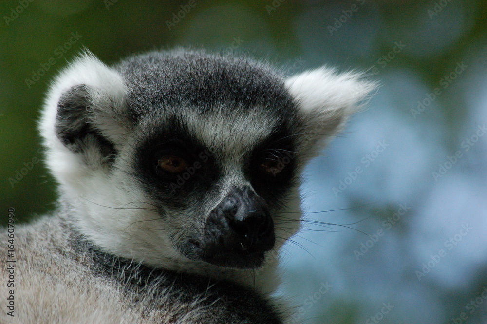 Obraz premium Lémuriens