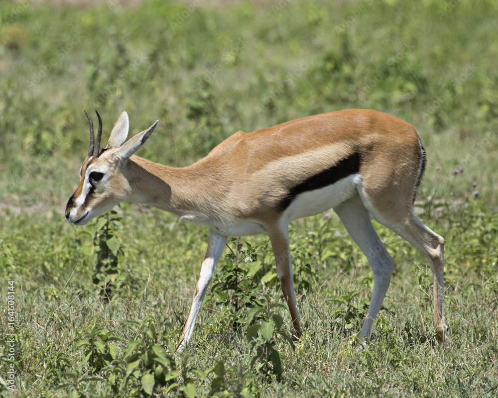 Antelope 2 Antelope 2