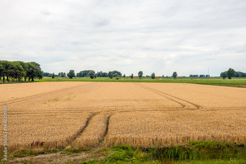 Double wheel tracks in a golden ripening wheat field