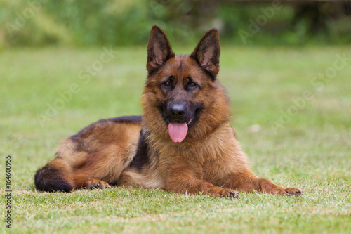 Deutscher Schäferhund