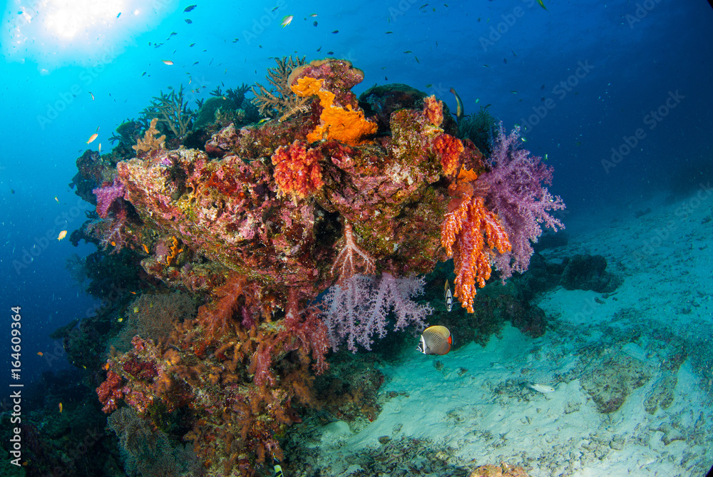 Underwater coral underwater with bright color fish.Similan,North Andaman Sea,Thailand