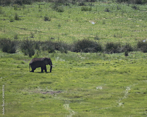 Solo Elephant