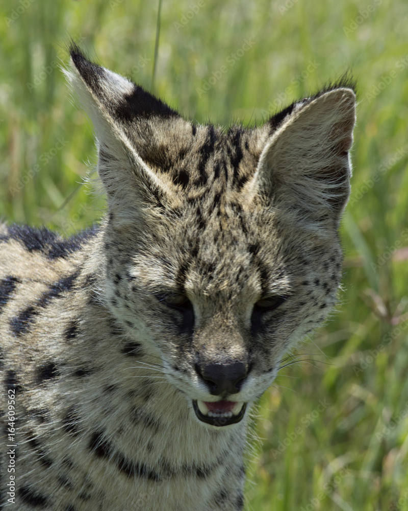Obraz premium Serval Cat 5