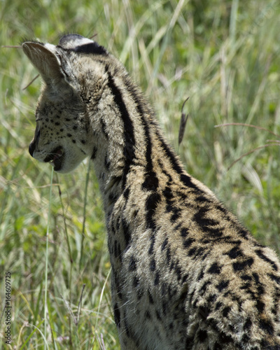 Serval Cat 2