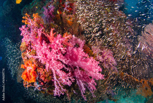 Fototapeta Naklejka Na Ścianę i Meble -  Underwater soft coral underwater with bright color fish.Similan,North Andaman Sea,Thailand