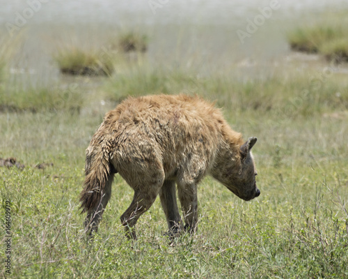 Hyena 3