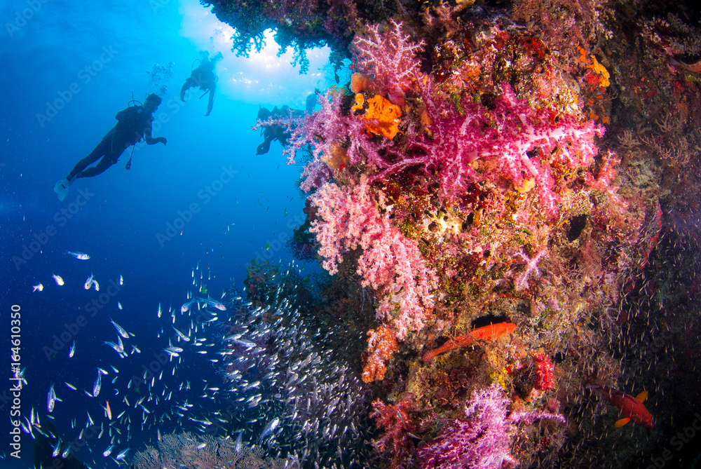 Fototapeta premium Underwater coral with bright color fish. There is a diver in the background, Similan, North Andaman Sea, Thailand.