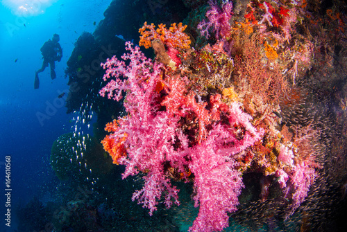 Underwater coral with bright color fish. There is a diver in the