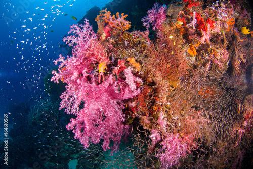 Underwater soft coral underwater with bright color fish.Similan,North Andaman Sea,Thailand © A_visual